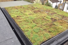 Green roof single storey extension