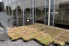 How to install a green roof Radisson hotel 3