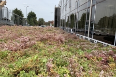 Installing modular green roof Heathrow 2