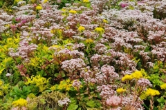 mixed-sedum-flowering