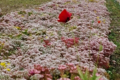 sedum-and-poppy