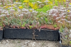 Sedum in flower