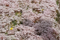 Sedum in flower 5