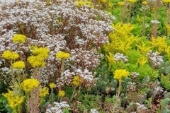 Sedum in flower close up 4