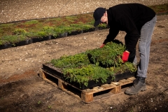 M-Tray_Farm_Harvesting_springtime-13