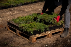 M-Tray_Farm_Harvesting_springtime-14