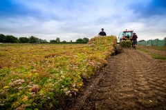 M-Tray_Farm_Sedum-Harvesting-10