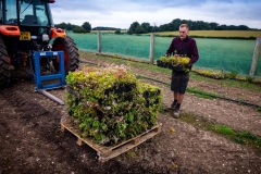 M-Tray_Farm_Sedum-Harvesting-28