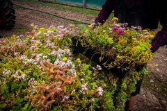 M-Tray_Farm_Sedum-Harvesting-30