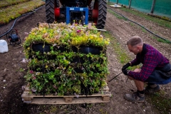 M-Tray_Farm_Sedum-Harvesting-44
