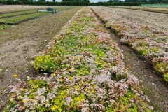 Rows-of-Sedum-M-Tray-including-Album