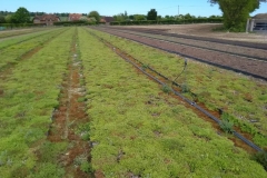 Wallbarn M-Tray mature sedum green roof trays May 20
