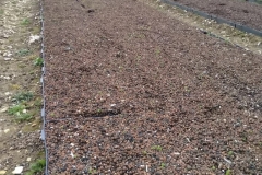 Wallbarn M-Tray sowing April 20