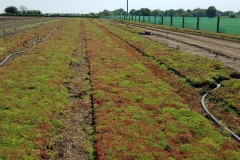 Green roof growing cycle 4 semi-mature sedum