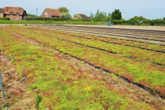 Green roof growing cycle 5 mature sedum