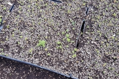 Green roof sedum germination