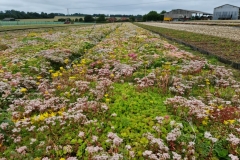 sedum-12-months-old