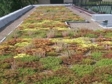 sedum-roof