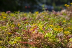 LivingRoof_Brighton_4