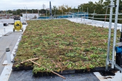 Close-Up-of-Wildflower-M-Tray-Geotextile-on-Roof-of-Turing-House-Pic-1-1