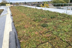 Close-Up-of-Wildflower-M-Tray-Geotextile-on-Roof-of-Turing-House-Pic-2