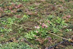 Close-Up-of-Wildflower-M-Tray-on-Roof-of-Turing-House-Pic-12-1