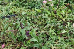Close-Up-of-Wildflower-M-Tray-on-Roof-of-Turing-House-Pic-5-2