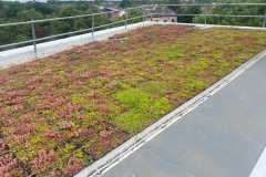 Turing-House-Wildflower-M-Tray-near-Rooftop-Rail-Pic-30