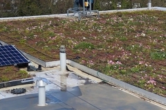 Turing-House-Wildflower-M-Tray-near-Solar-Panels-Pic-24