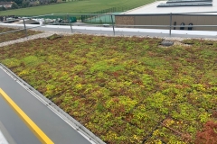 wildflower-M-Tray-green-roof-1-1