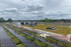 wildflower-M-Tray-green-roof-3-1