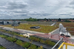 wildflower-M-Tray-green-roof-4