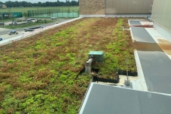wildflower-M-Tray-green-roof-5-1