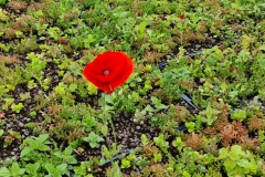 1_Close-Up-of-Poppy-in-Sedum-Wildflower-M-Tray