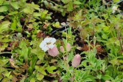 1_Close-Up-of-Sedum-Sea-Campion