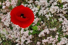 1_Close-Up-of-Sedum-Wildflower-Poppy