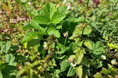 1_wildflower-green-roof-strawberry