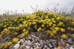 Anthyllis-Vulneraria-Kidney-Vetch-2