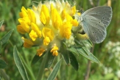 Anthyllis-vulneraria-Kidney-Vetch