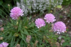 Armeria-Maritima-Thrift
