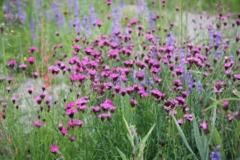 Carthusian-Pink
