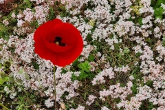 Close-Up-of-Sedum-Wildflower-Poppy