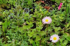 Close-Up-of-Sedum-Wildflower-Sea-Campion-Daisies