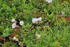 Close-Up-of-Sedum-Wildflower-Sea-Campion