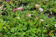 Close-Up-of-Sedum-Wildflowers-Pic-3