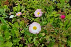 Close-Up-of-Sedum-Wildflowers-incluing-Daisies