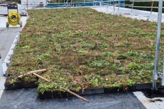 Close-Up-of-Wildflower-M-Tray-Geotextile-on-Roof-of-Turing-House-Pic-1