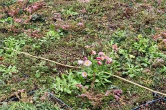 Close-Up-of-Wildflower-M-Tray-on-Roof-of-Turing-House-Pic-12