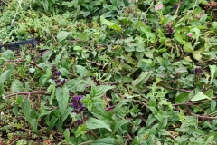 Close-Up-of-Wildflower-M-Tray-on-Roof-of-Turing-House-Pic-5