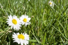 Daisy